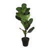 Everlasting Round Leaf Plant In Pot (70cm)