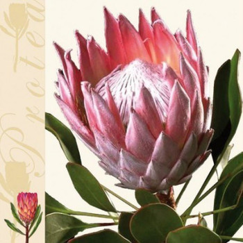 Serviette - Protea
