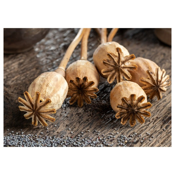 PVC Placemat - Dried Poppy Heads With Seeds