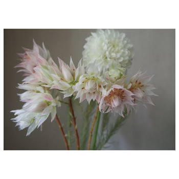 PVC Table Placemat - Blushing Bride Flower