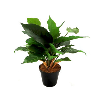 Glory Green Leaf Potted (40cm)