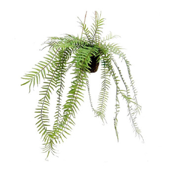 Exaltata Hanging Fern