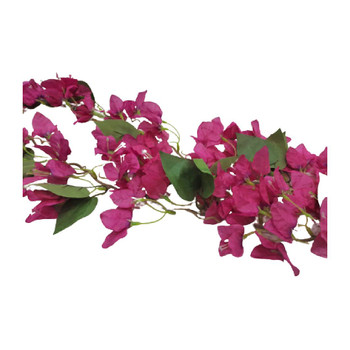 Bouganvillea Cascade 120cm
