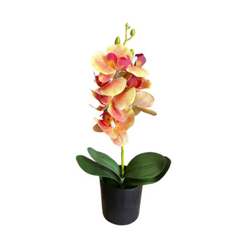 Pink And Cream Potted Orchid In Black Pot