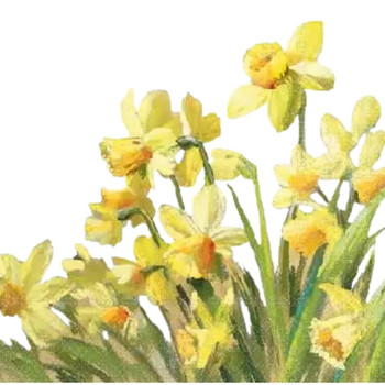Serviette - Golden Daffodils (33x33cm) 3ply Serviette - Golden Daffodils (33x33cm) 3ply