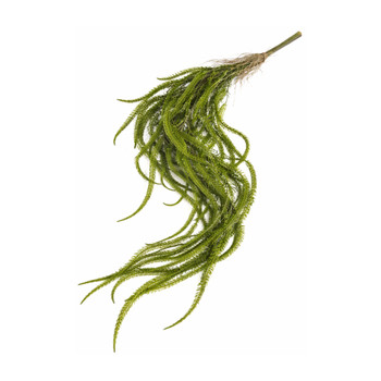 Amaranthus Green