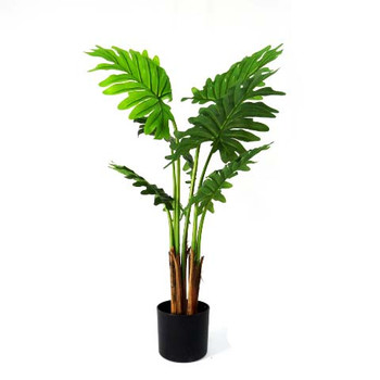 Philodendron Maywood 120cm