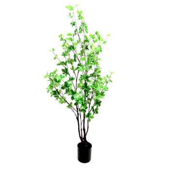 Rondiflorium Tree 120cmh