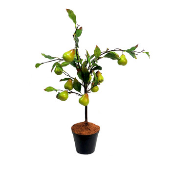 Fantasy Pear Tree 70hx62w