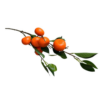 Naartjie Fruit Branch 85 cm