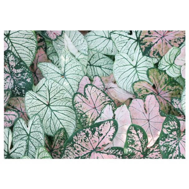 PVC Table Placemat - Leaves