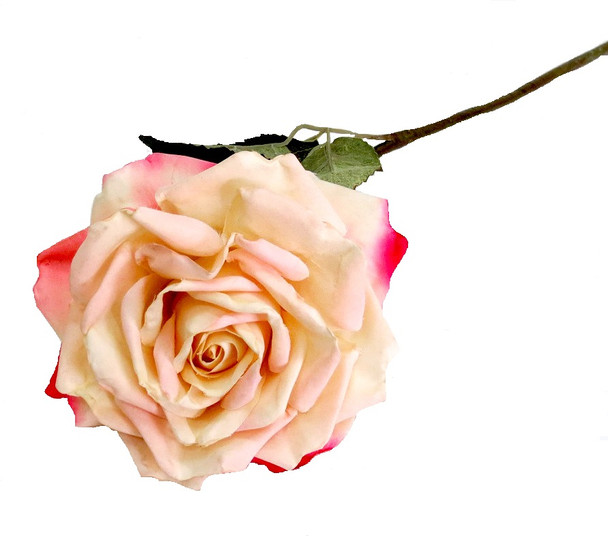 Bella Off White and Pink Rose  (57cm)