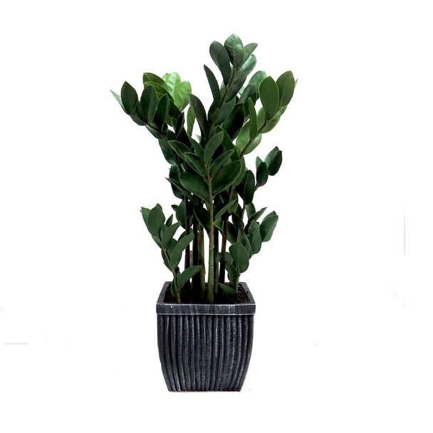 Green Artificial Zamico Plant - 80cm