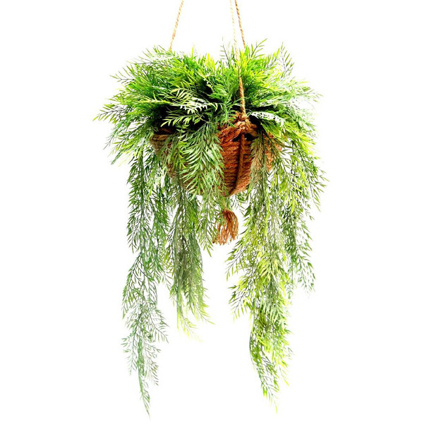 Fern Euphoria Hanging Basket (68cm)