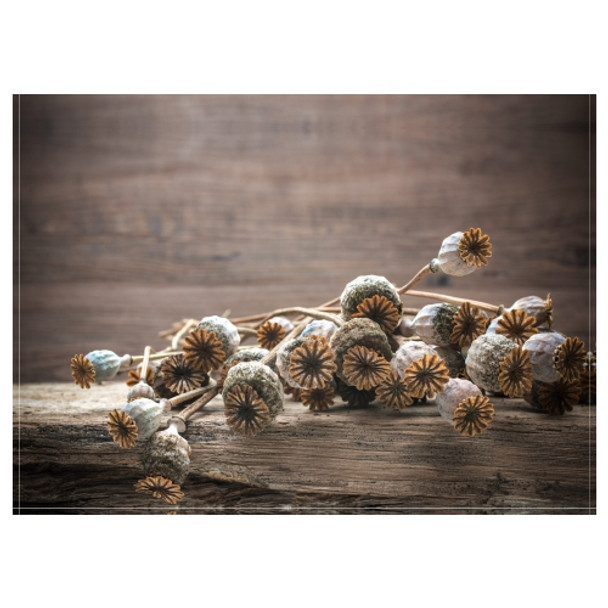 Disposable Placemat - Pack of 24 - Dried Poppy Heads On Old Wood