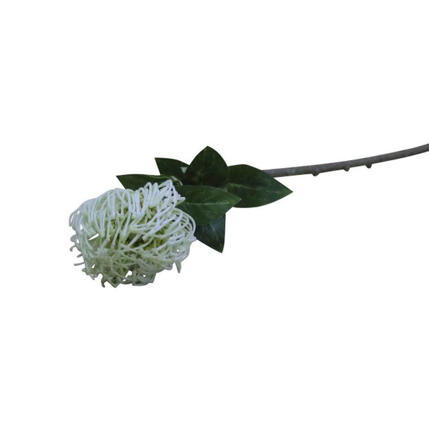 Everlasting White Pincushion Protea