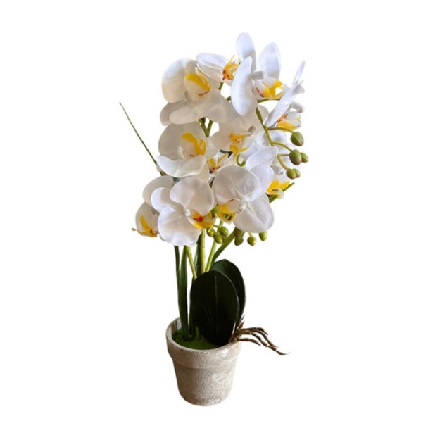 White Potted Orchid In Grey Pot