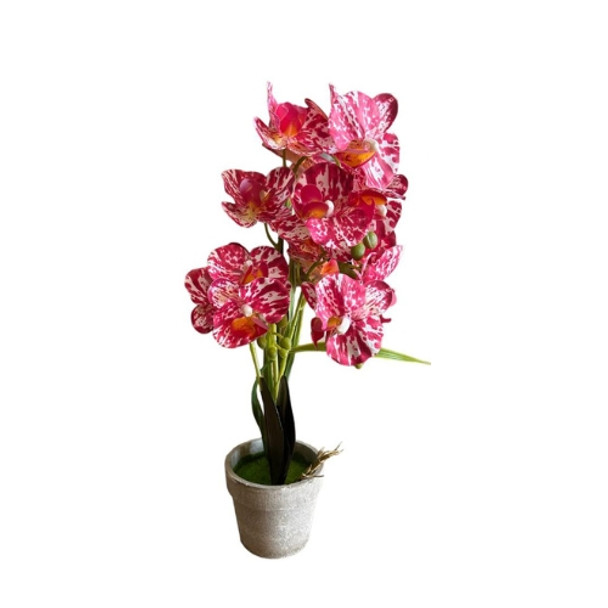 Red And White Potted Orchid In Grey Pot