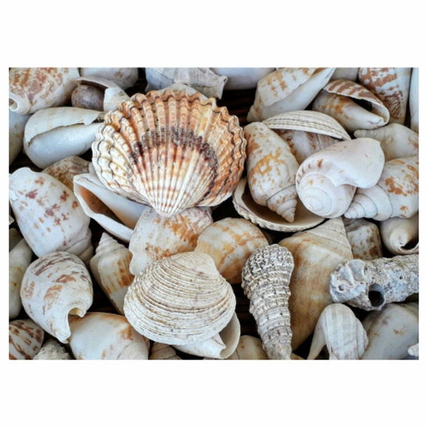 Disposable Placemat - Shells