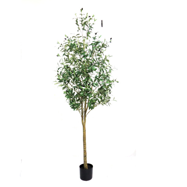 Olive Tree Mission 200cm