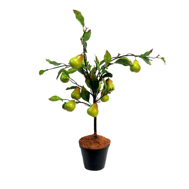 Fantasy Pear Tree 70hx62w
