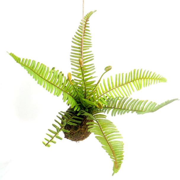Viva Terra Fern on a Rope