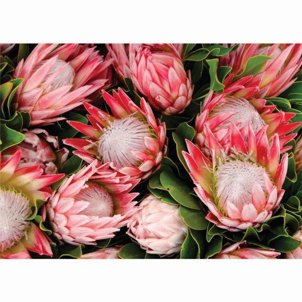 Disposable Placemats - Protea Garden - Pack of 24