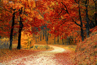 Fall is in the AIR: Lesson Plan Ideas and Activities Centered Around Fall