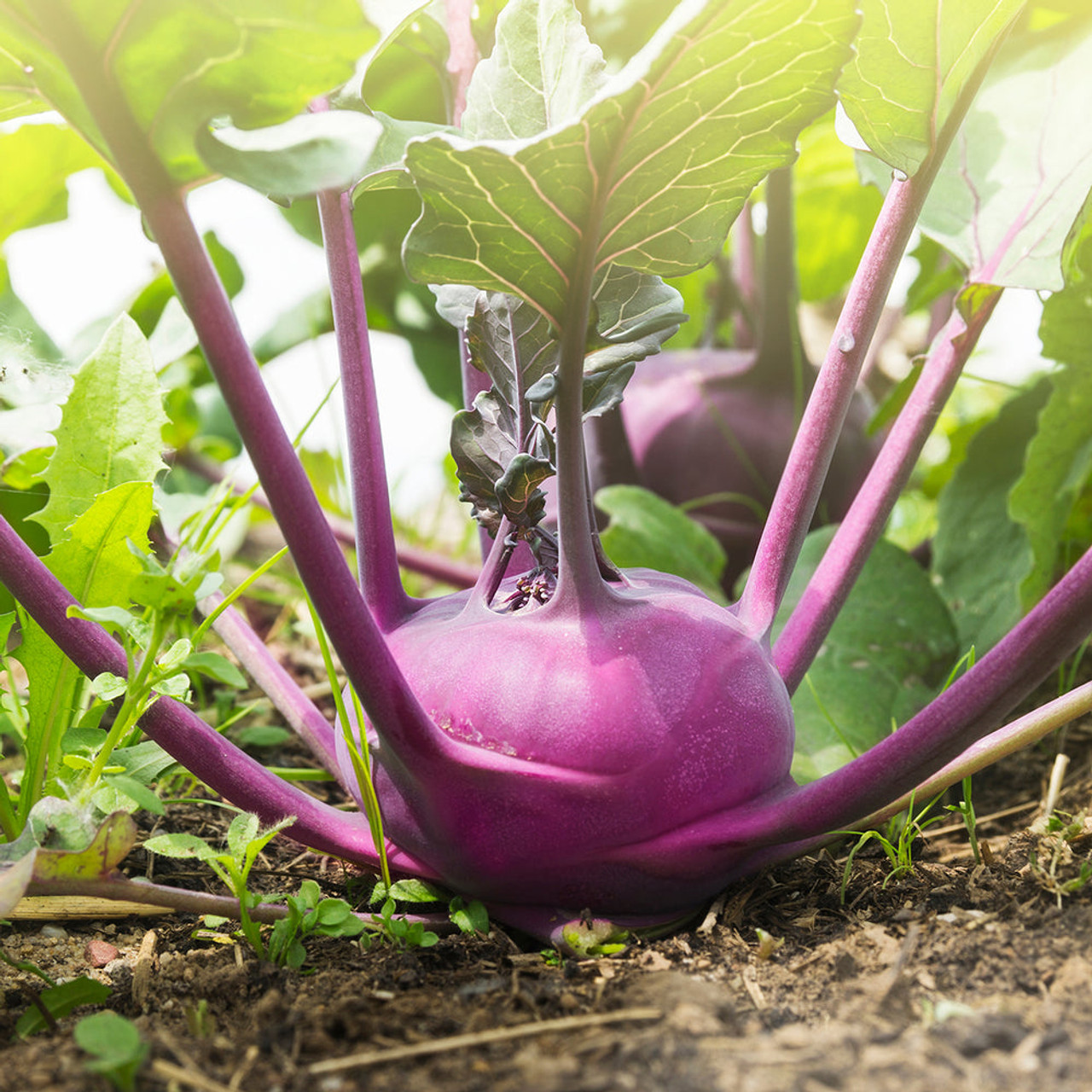 Todd's Seeds: Premium Purple Vienna Kohlrabi Seeds for Unique Gardens