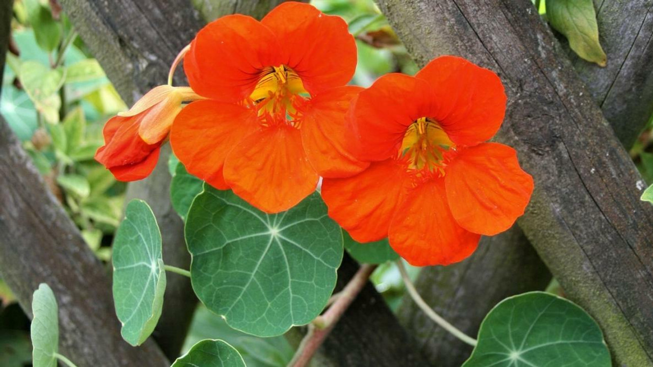 Nasturtium