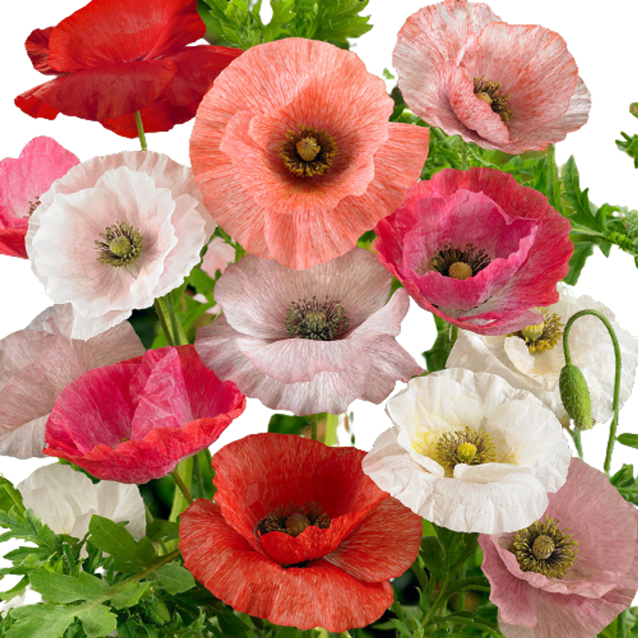 Poppies