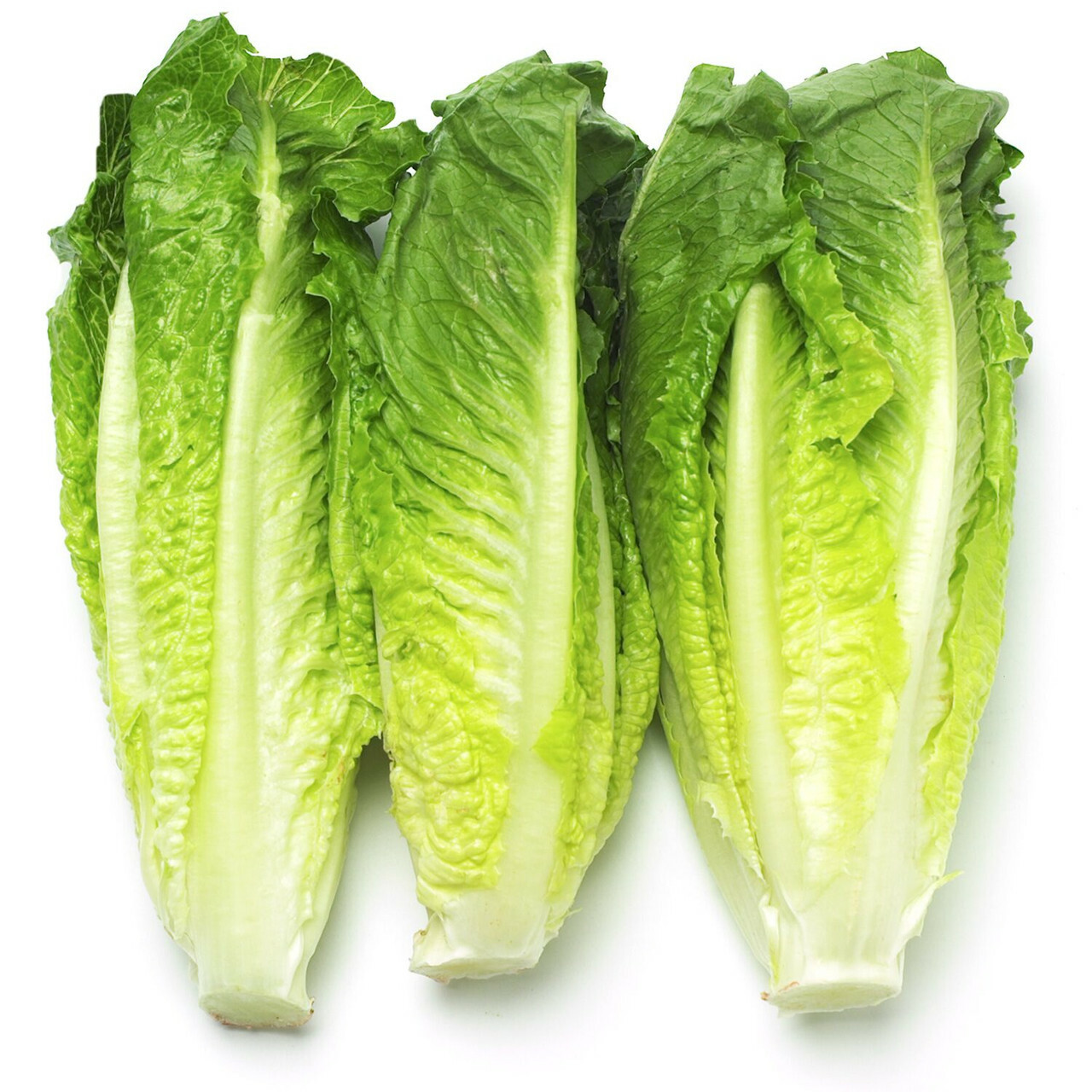 Romaine