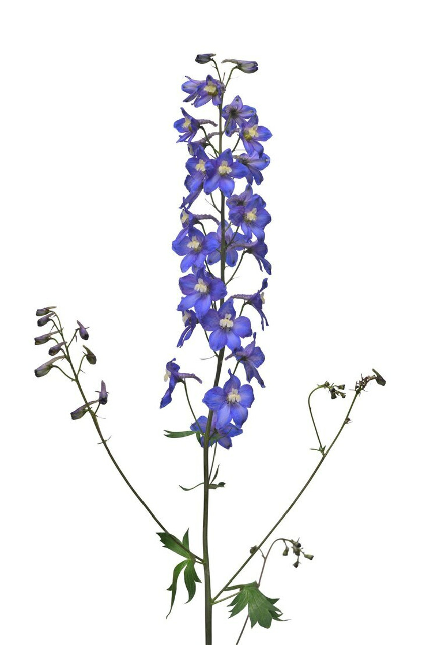 Delphinium