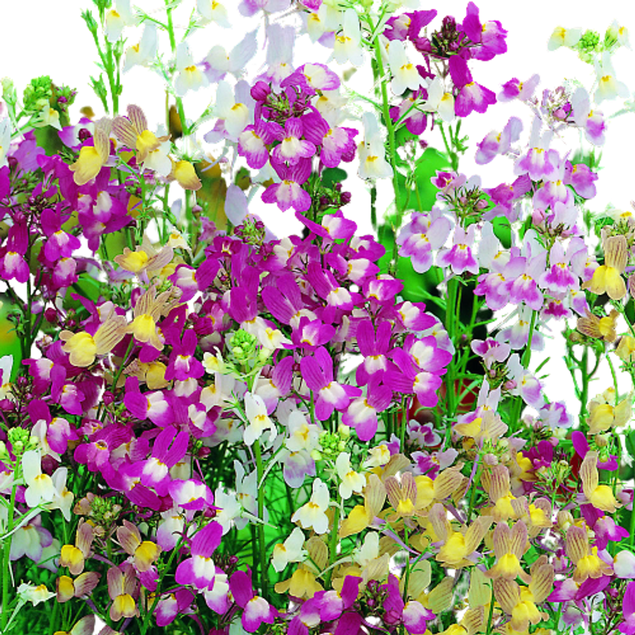 Linaria Maroccana (Snapdragons)