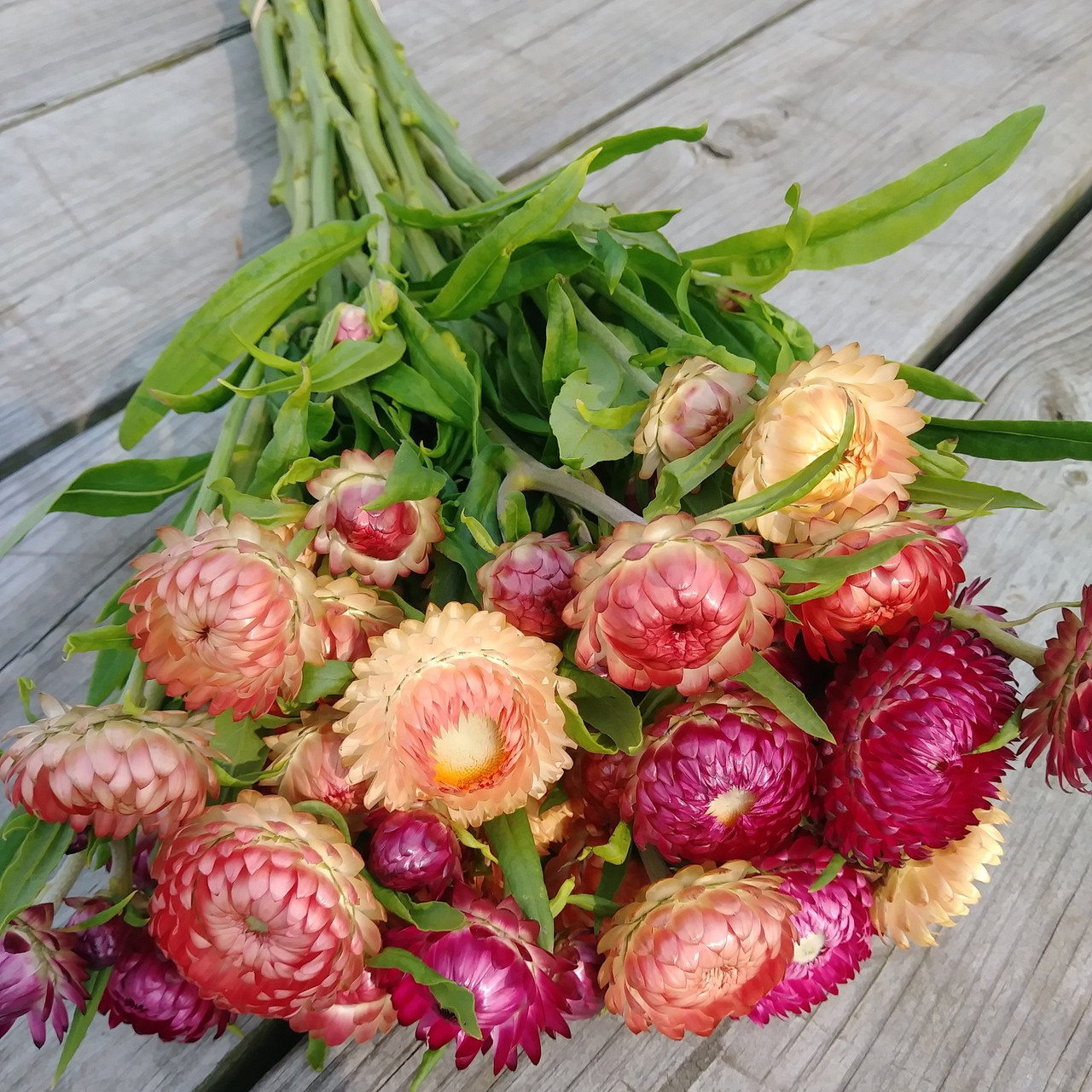Strawflower Seed, Helichrysum Mixed Peach and Apricot Shades