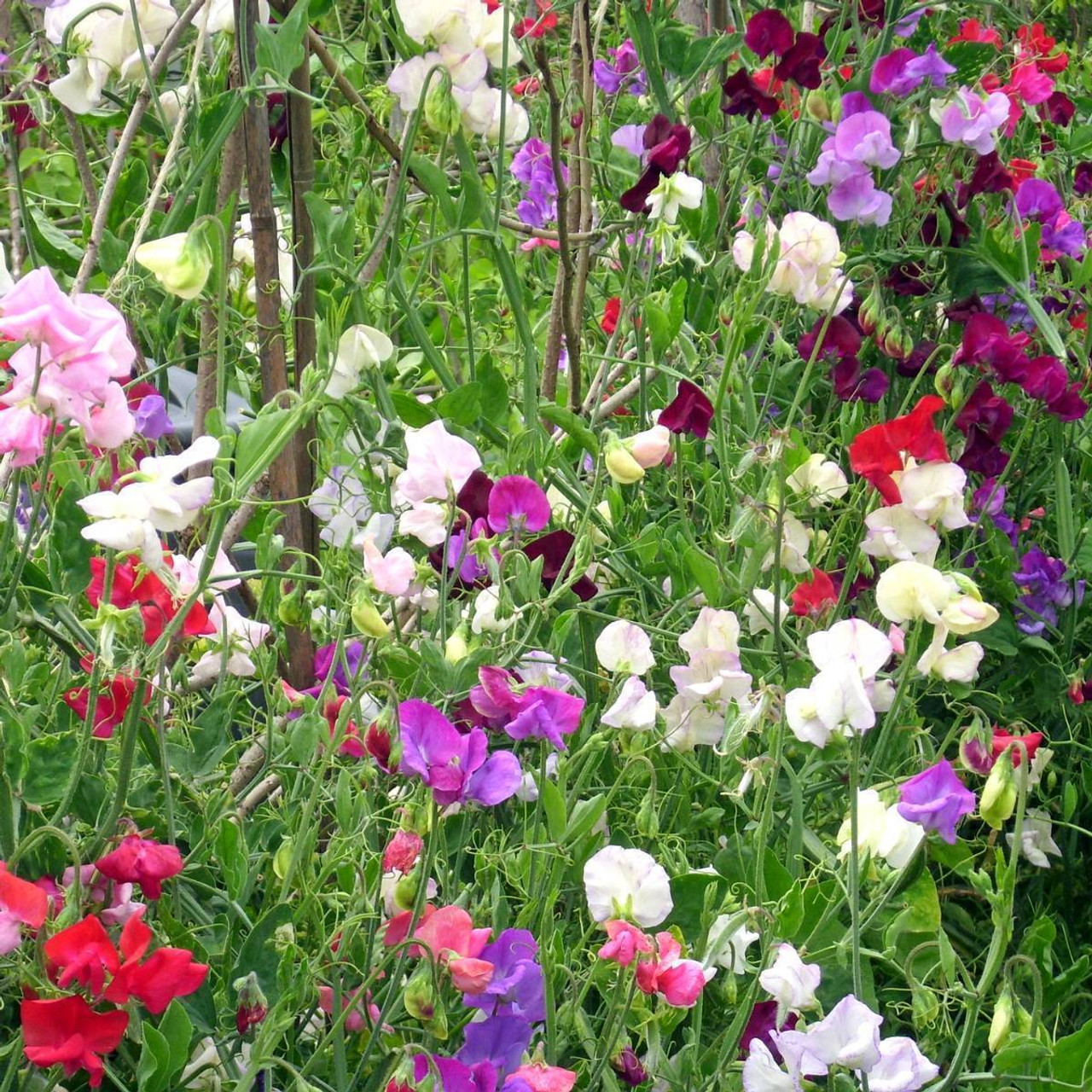 Sweet Pea, Knee High Mix (Lathyrus odoratus) Seed