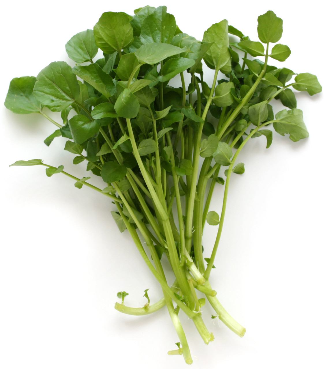 Cress Seeds - Watercress