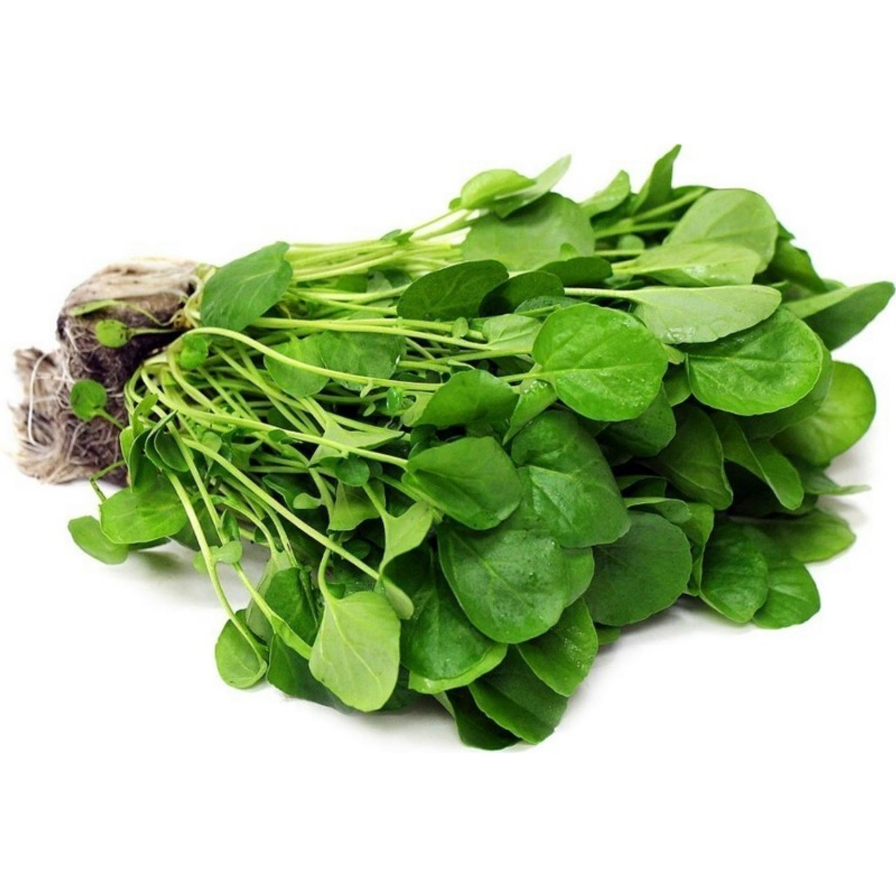 Watercress & Upland Cress Growing Information: How to Sow & Harvest