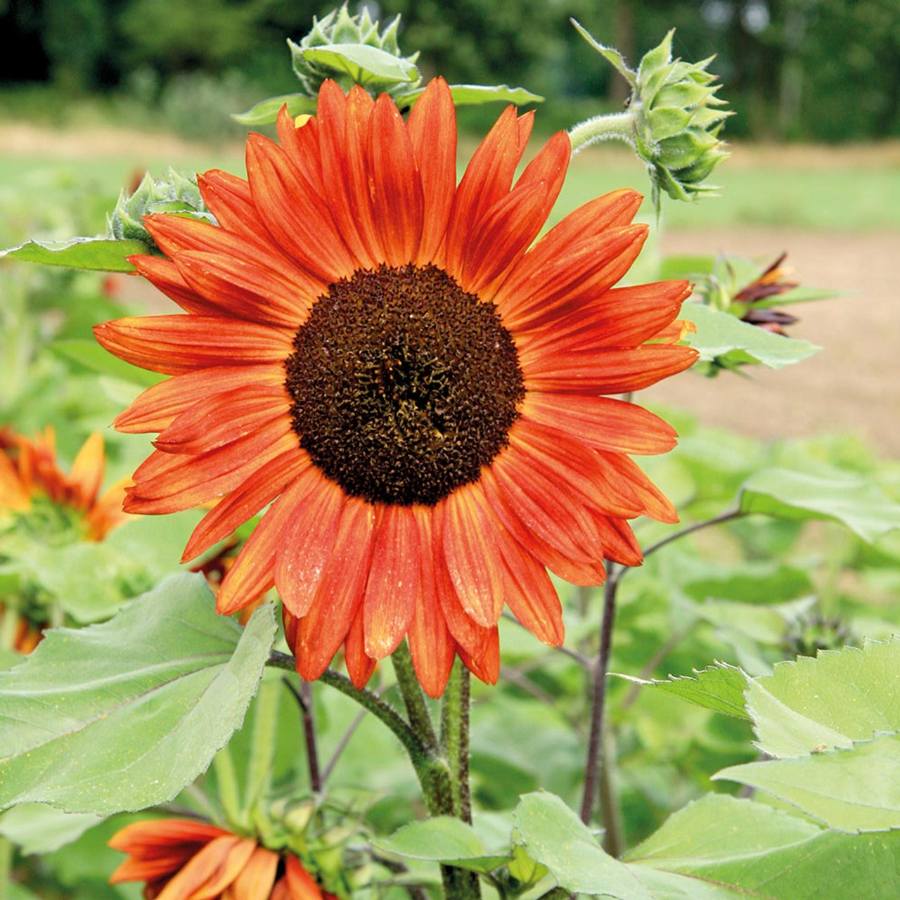 velvet queen sunflower