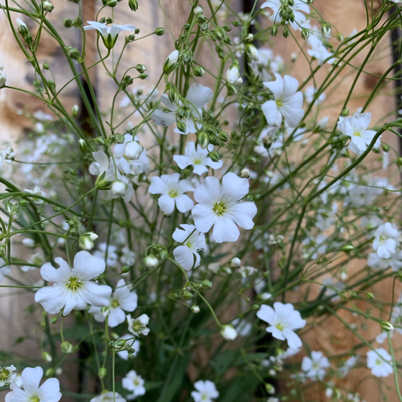 Wholesale Bulk Flower Seeds - Baby's Breath (Gypsophila elegans) Seed, Sold  by the Pound