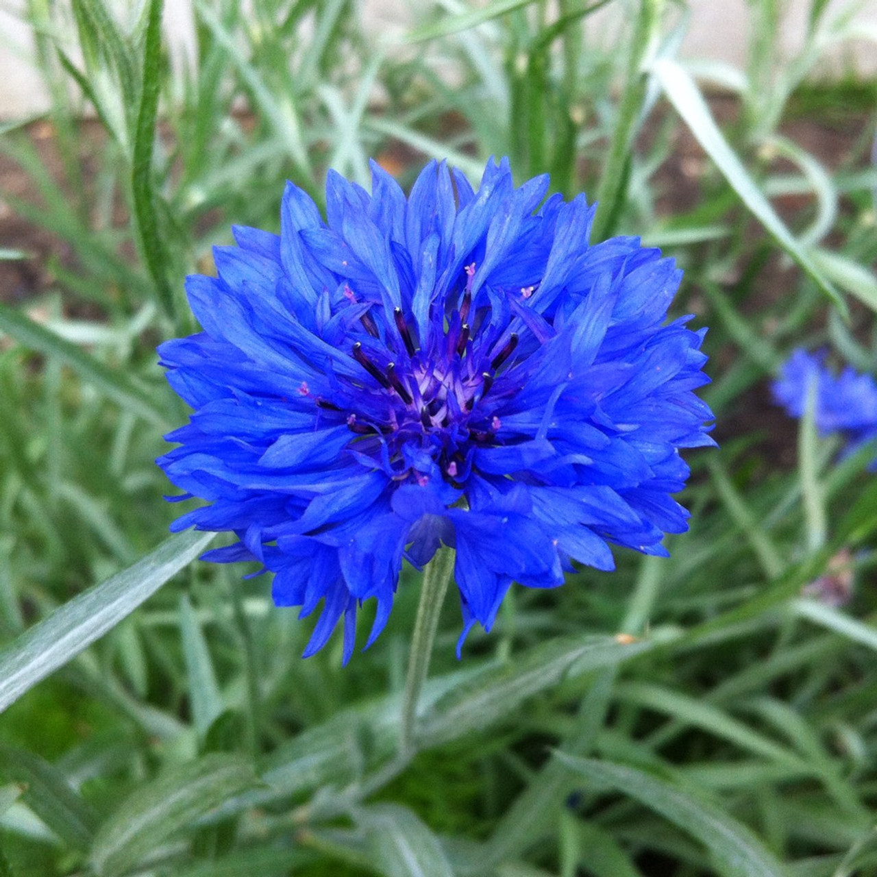 Grow Delightful Dwarf Blue Jubilee Gem Bachelor Buttons - Premium