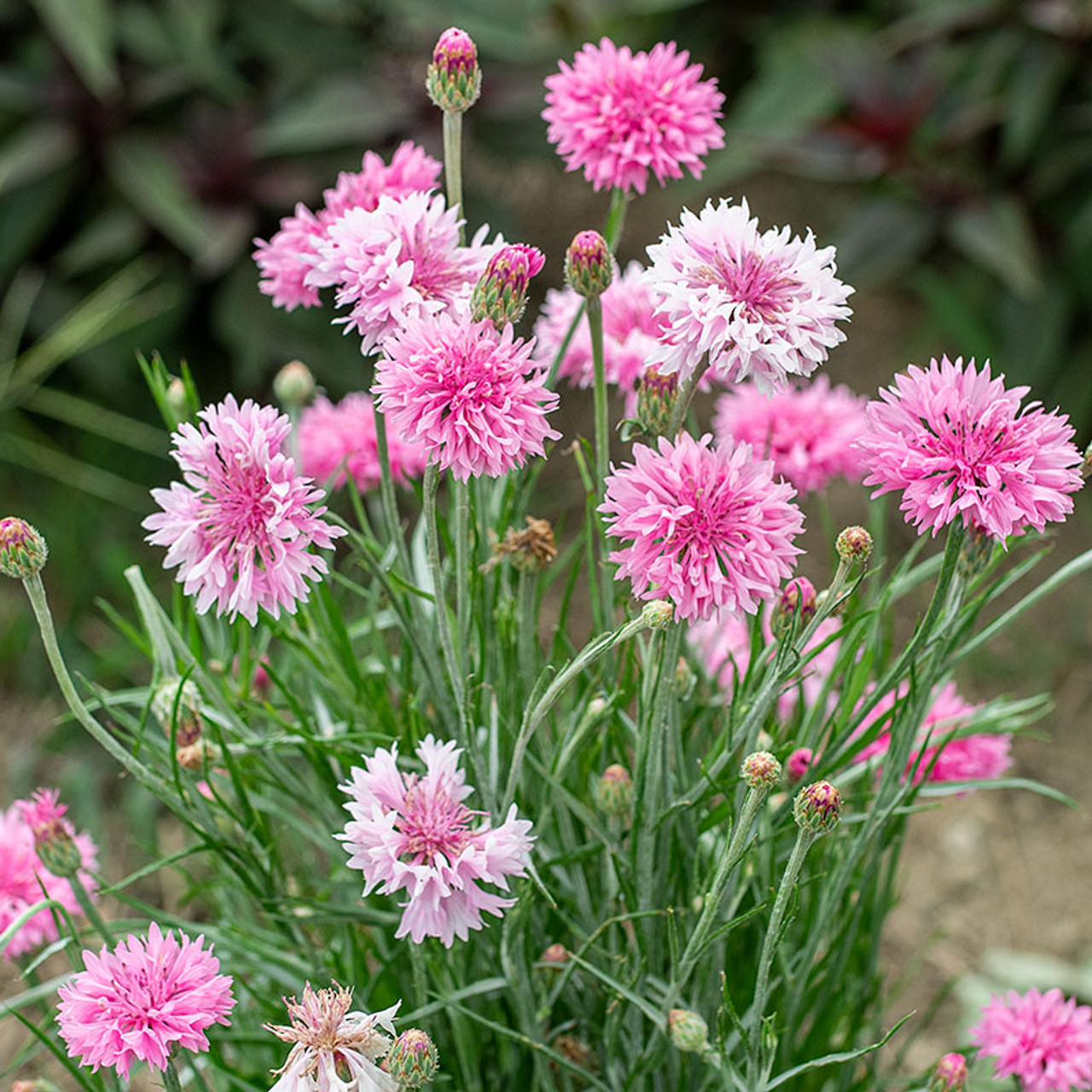 Charming Tall Pink Bachelor Button Seeds (Centaurea Cyanus) Available at  Todd's Seeds