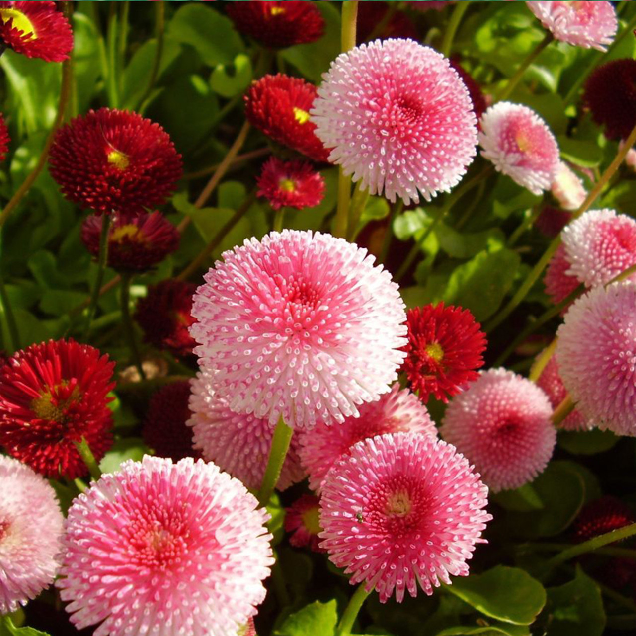 English Daisy Rose Bellis Perennis Super Enorma Seeds