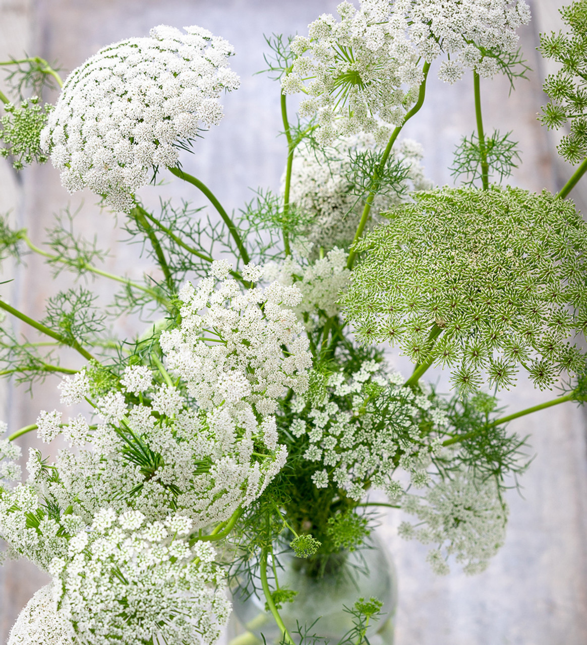 Queen Anne's Lace - (Bishop's Flower) Seeds