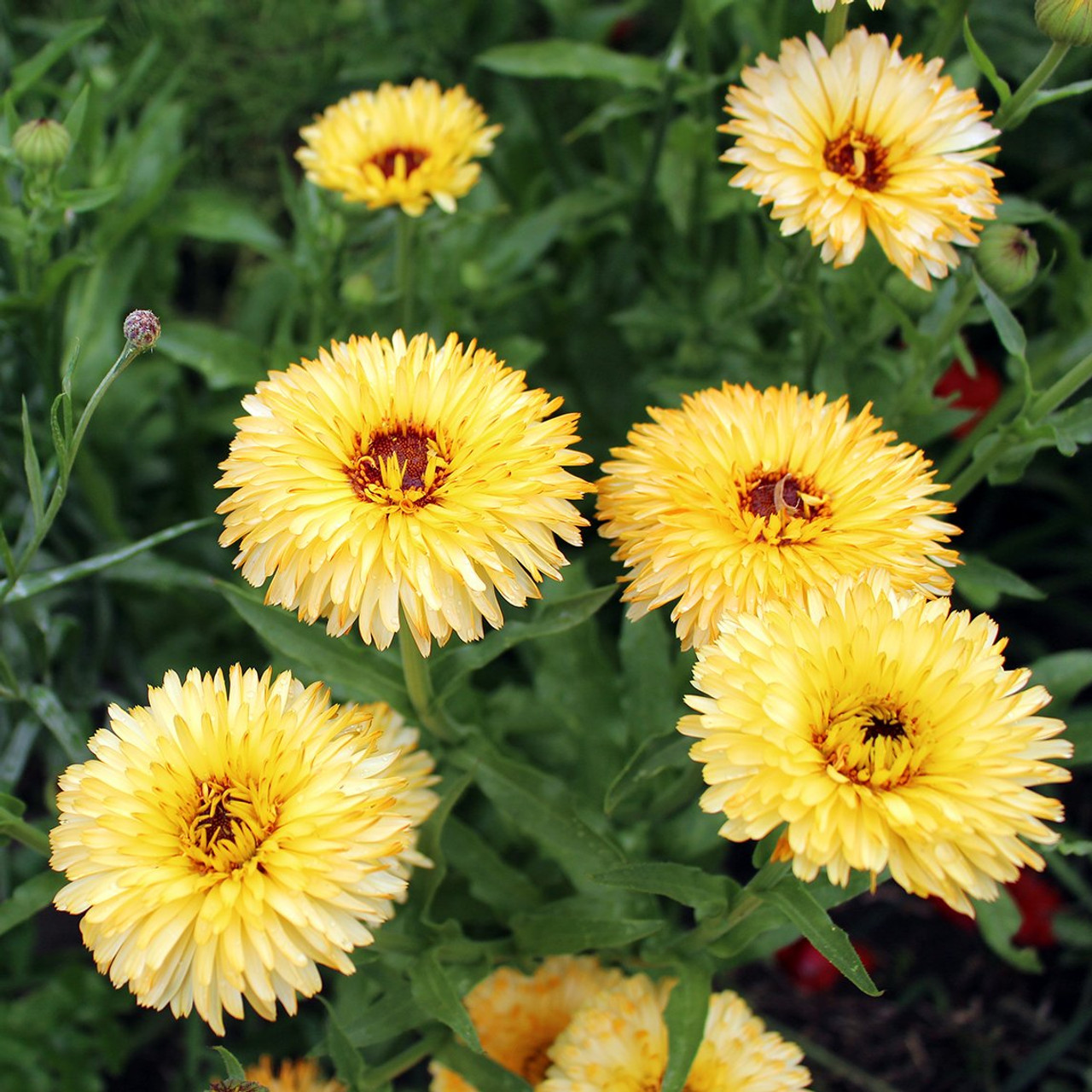 Calendula Seeds - Pacific Beauty Mix - 1/4 Pound, Mixed, Flower Seeds, Eden Brothers