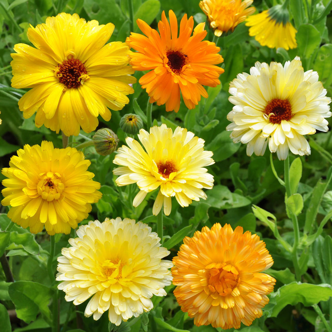 75 Calendula officinalis Pacific Beauty Mix Flower Seeds (Edible