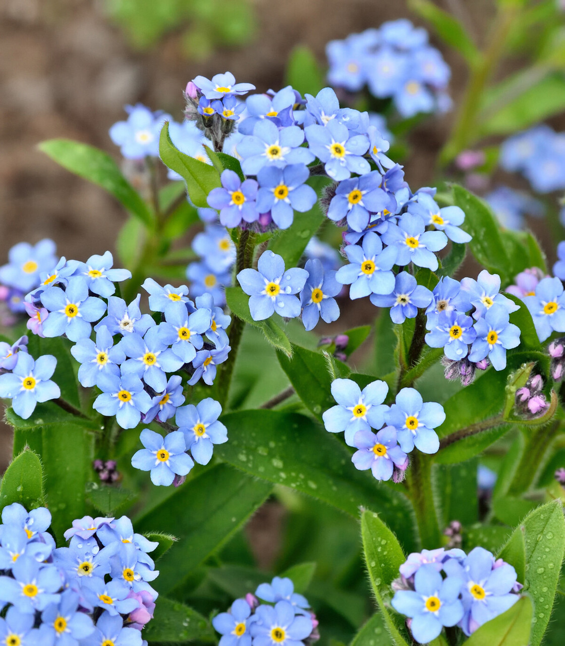 Chinese Forget Me Not Seeds, Cynoglossum Amabile - 1/4 lb + Bulk Sizes