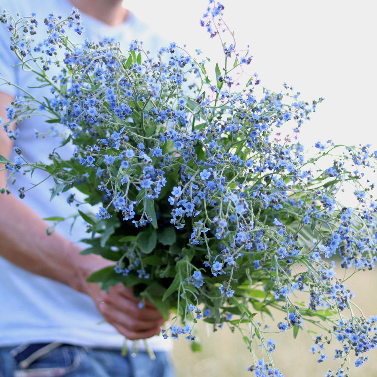 Gardening with Forget-Me-Nots: Alluring Blue Blooms & Water-Loving