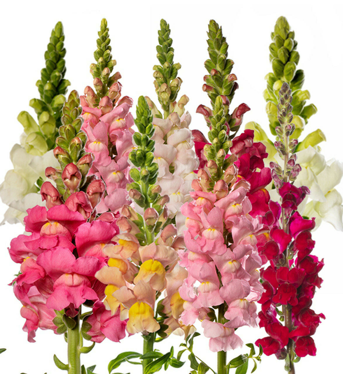 Snapdragon Mix