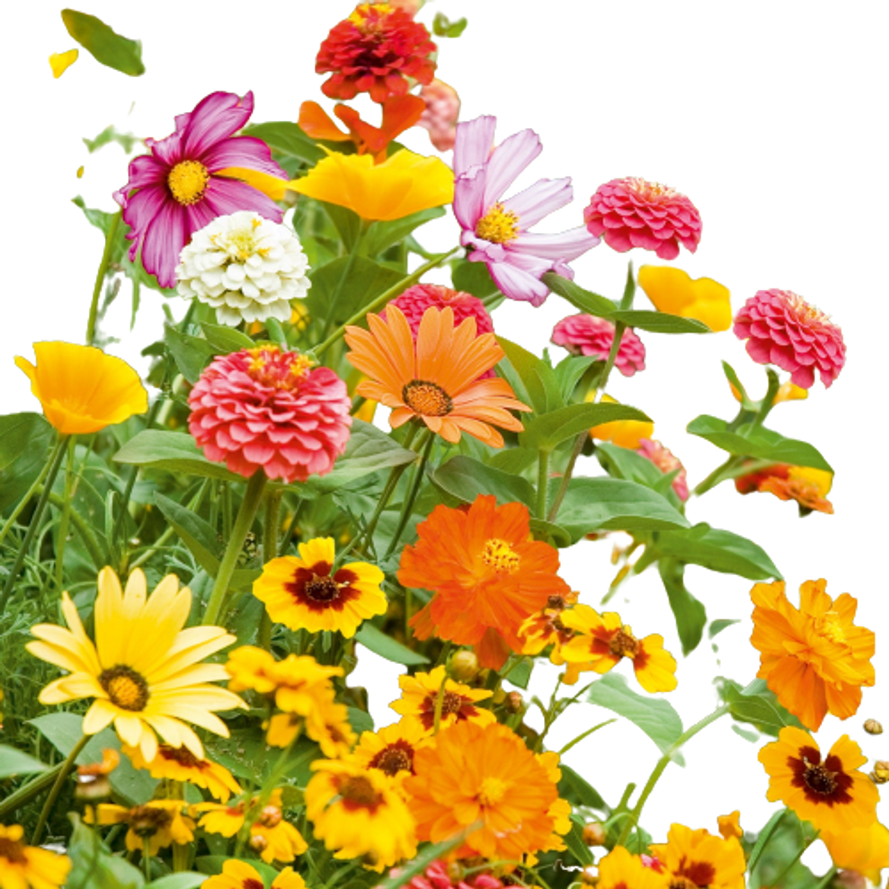 Wildflower Mixtures